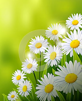 Beauty daisy flowers background