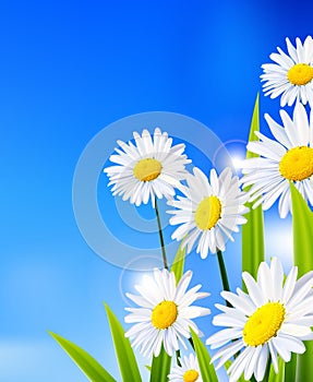 Beauty daisy flowers background for you design