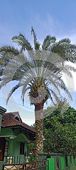 The beauty of date palm trees in Indonesia during the day