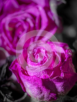 Beauty in Decay: A Monochromatic Macro of Dry Purple Rose Flowers