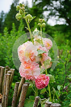 The beauty of decorative mallow flower in garden -Hollyhock Charter`s Double, Alcea rosea