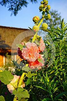 The beauty of decorative mallow flower in garden -Hollyhock Charter`s Double, Alcea rosea