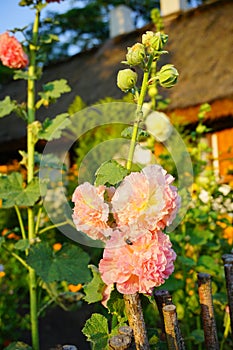 The beauty of decorative mallow flower in garden -Hollyhock Charter`s Double, Alcea rosea