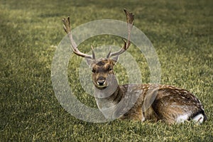 Beauty deer lying down on the grass