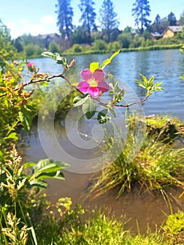 Beauty on the Deschutes