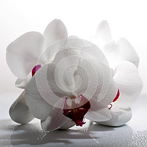 Beauty in detail, white orchid