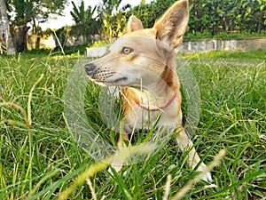 Beauty dog balinese dog lokal dog pet