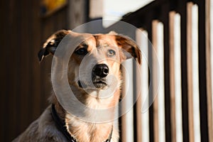 Beauty dog looking from the stairs