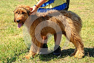 Beauty dog with owner