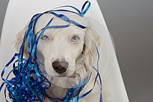Beauty dog pet with blue serpentines celebrating new year, birthday or carnival, sitting in nordic chair