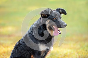 Beauty dog sitting in the park