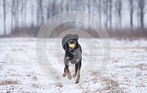 Beauty dog training in winter park
