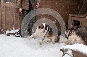 Beauty domestic dog on street on white background on frost