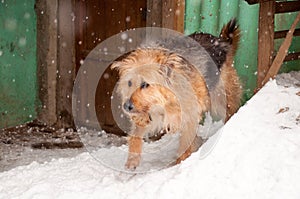 Beauty domestic dog on street on white background on frost