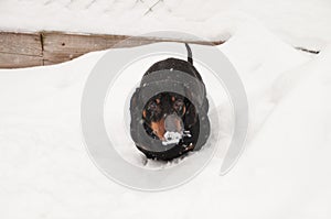 Beauty domestic dog on street on white background on frost