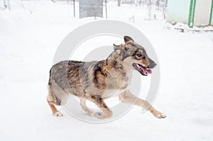 Beauty domestic dog on street on white background on frost