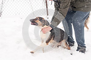 Beauty domestic dog on street on white background on frost