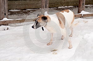 Beauty domestic dog on street on white background on frost