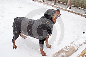 Beauty domestic dog on street on white background on frost