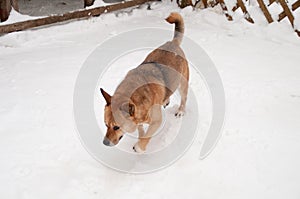 Beauty domestic dog on street on white background on frost