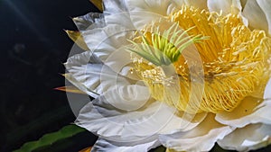 the beauty of dragon fruit flowers that bloom, the fragrance enchants the soul in the cold and lonely dark night. photo