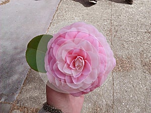 Beauty is in the eye of the beholder