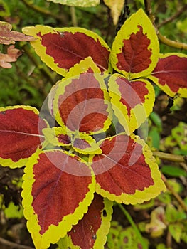 The Beauty is in the eye of the Beholder