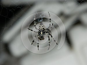 Beauty is in the eye of the beholder / crusader spider