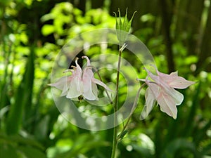 Beauty is in the eye of the beholder / flower