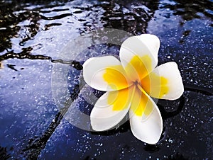the beauty of fallen frangipani leaves with the background of the pool water