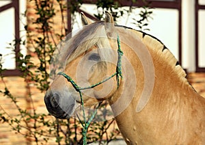 Beauty fjord stallion with traditional tack