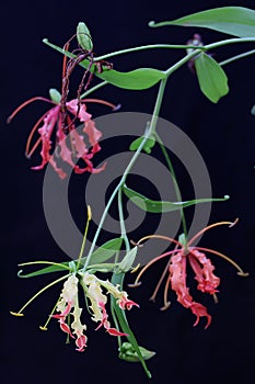 The beauty of a  flame lily Gloriosa superba in full bloom.