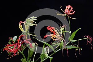 The beauty of a  flame lily Gloriosa superba in full bloom.