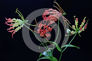 The beauty of a  flame lily Gloriosa superba in full bloom.