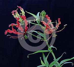 The beauty of a  flame lily Gloriosa superba in full bloom.