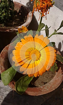 beauty of the floura