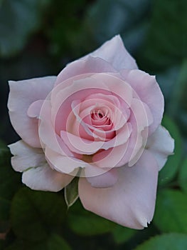 The beauty of flower bloom. Soft pink rose flower on dark green leaves backgroun