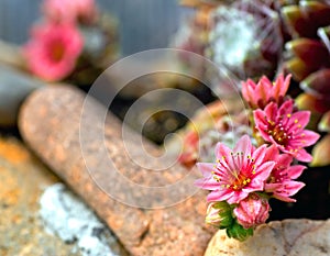 Beauty flower of cobweb houseleek