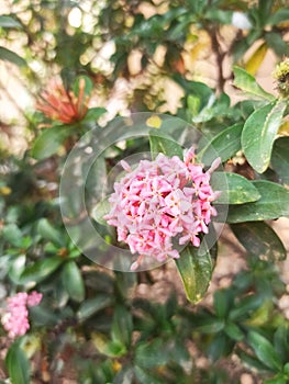 The Beauty Flower in morning day