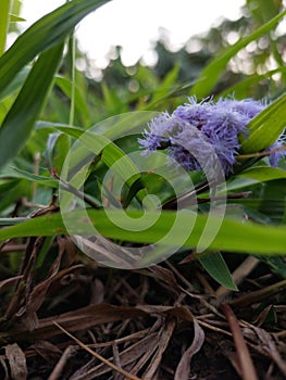 The beauty flower in outdor