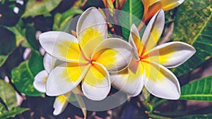 Beauty flower polynesian plumeria