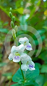 A beauty flower of Rumput Israel photo
