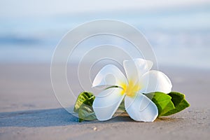 Belleza flores sobre el Playa 