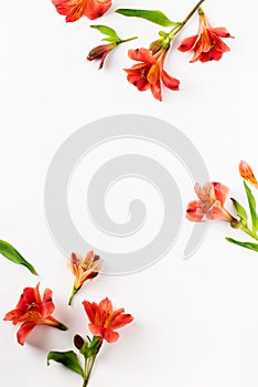 Beauty flowers flat lay with red alstroemeria frame on white background