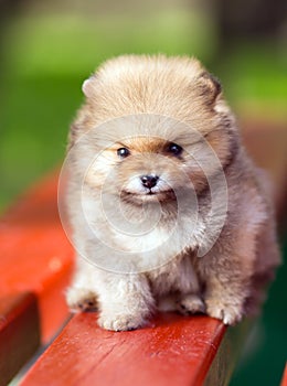 Beauty fluffy Pomeranian puppy