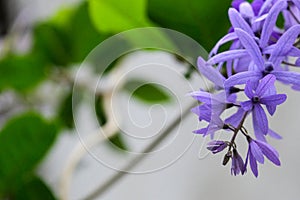 beauty fresh bouquet Sandpaper vine queens purple wreath flower blooming in botany gardentree isolated on white background with