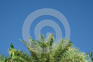 beauty fresh green coconut palm leaves tree curve shape on blue sky with cloudy background. sharp leaves plant tropical fruit