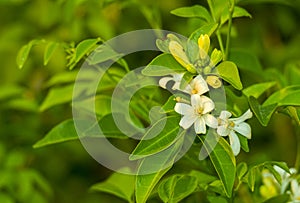 Beauty fresh orange jasmine bouquet flower blooming and buds with green leaves in natural garden