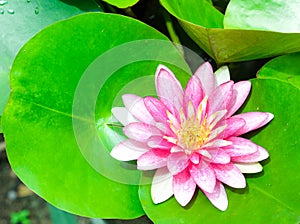 beauty fresh pink lotus yellow petals flower isolated circle green leaves background in pond. multi layer soft petal blooming