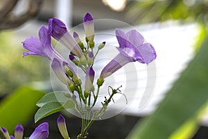 beauty fresh purple mansoa alliacea blooming and buds vine flower with green leaves outdoor in botanic garden